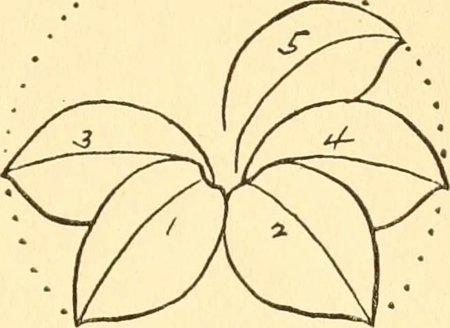 An illustration from How to paint flowers, scrolls and fancy borders for up-to-date show cards, posters, display signs and decorating, 1915, leaf 32