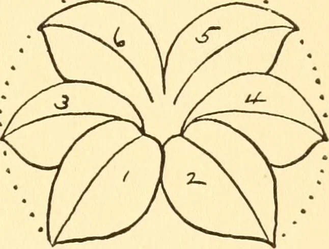 An illustration from How to paint flowers, scrolls and fancy borders for up-to-date show cards, posters, display signs and decorating, 1915, leaf 32