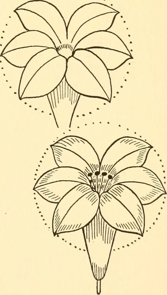 An illustration from How to paint flowers, scrolls and fancy borders for up-to-date show cards, posters, display signs and decorating, 1915, leaf 32