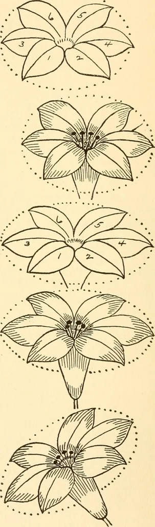An illustration from How to paint flowers, scrolls and fancy borders for up-to-date show cards, posters, display signs and decorating, 1915, leaf 33