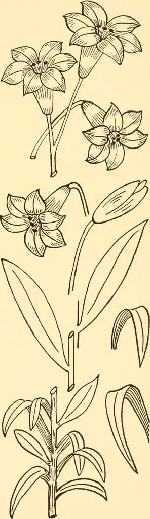 An illustration from How to paint flowers, scrolls and fancy borders for up-to-date show cards, posters, display signs and decorating, 1915, leaf 34