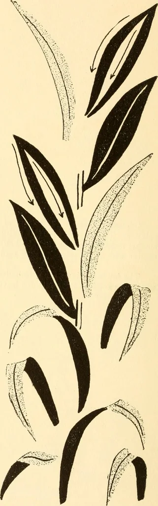 An illustration from How to paint flowers, scrolls and fancy borders for up-to-date show cards, posters, display signs and decorating, 1915, leaf 35