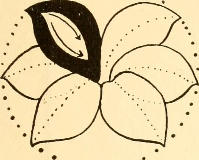 An illustration from How to paint flowers, scrolls and fancy borders for up-to-date show cards, posters, display signs and decorating, 1915, leaf 36