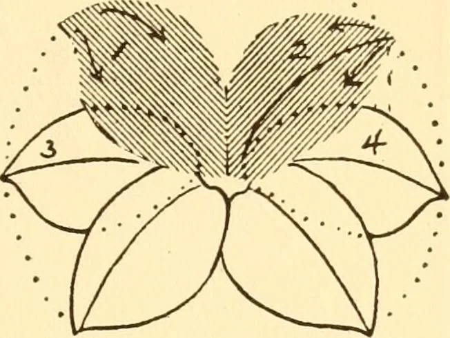 An illustration from How to paint flowers, scrolls and fancy borders for up-to-date show cards, posters, display signs and decorating, 1915, leaf 36