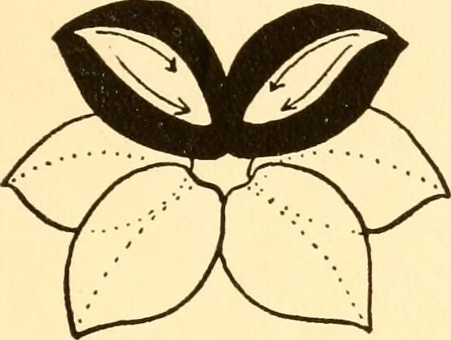 An illustration from How to paint flowers, scrolls and fancy borders for up-to-date show cards, posters, display signs and decorating, 1915, leaf 36