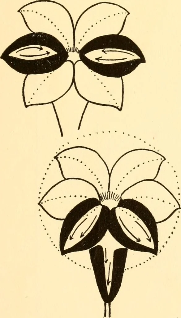 An illustration from How to paint flowers, scrolls and fancy borders for up-to-date show cards, posters, display signs and decorating, 1915, leaf 36