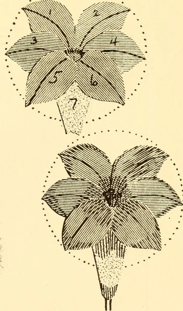An illustration from How to paint flowers, scrolls and fancy borders for up-to-date show cards, posters, display signs and decorating, 1915, leaf 36