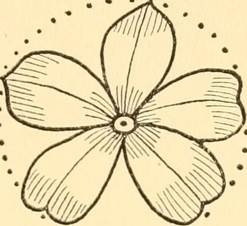 An illustration from How to paint flowers, scrolls and fancy borders for up-to-date show cards, posters, display signs and decorating, 1915, leaf 40