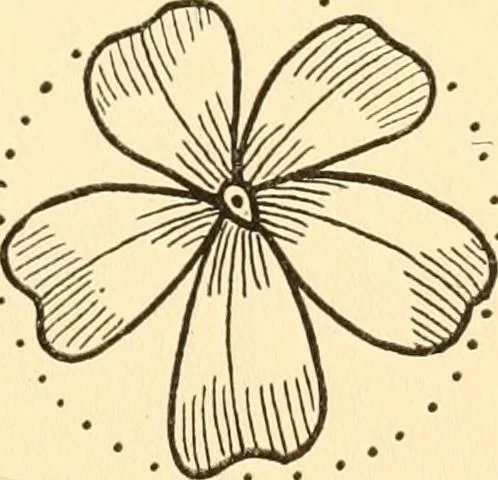 An illustration from How to paint flowers, scrolls and fancy borders for up-to-date show cards, posters, display signs and decorating, 1915, leaf 40