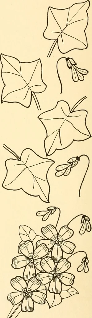 An illustration from How to paint flowers, scrolls and fancy borders for up-to-date show cards, posters, display signs and decorating, 1915, leaf 41