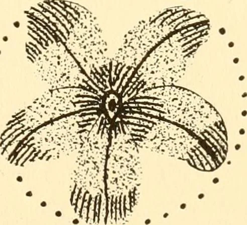 An illustration from How to paint flowers, scrolls and fancy borders for up-to-date show cards, posters, display signs and decorating, 1915, leaf 42