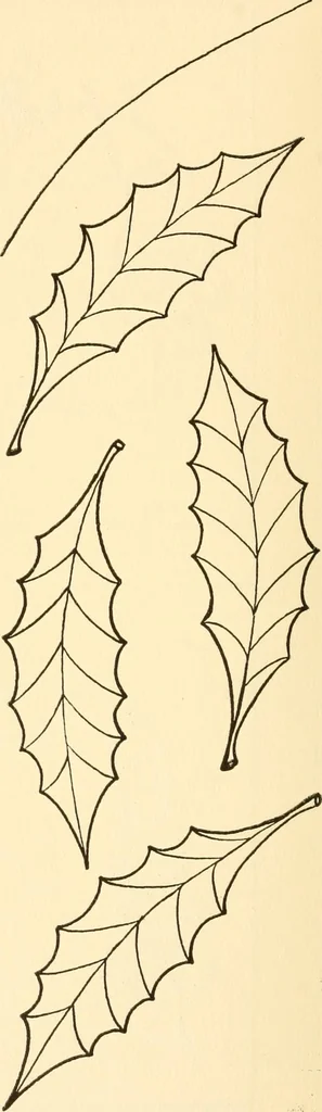 An illustration from How to paint flowers, scrolls and fancy borders for up-to-date show cards, posters, display signs and decorating, 1915, leaf 45