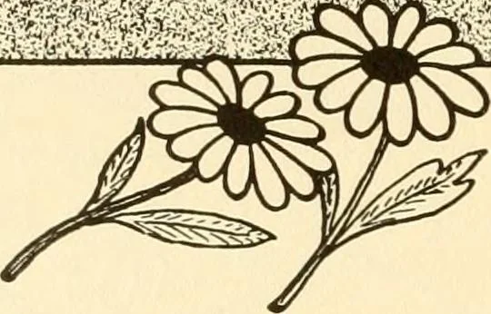 An illustration from How to paint flowers, scrolls and fancy borders for up-to-date show cards, posters, display signs and decorating, 1915, leaf 71
