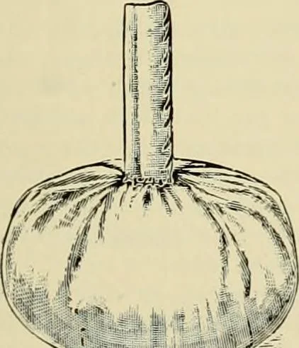 An illustration from How to paint : an instruction book with full description of all the materials necessary., 1894, leaf 224