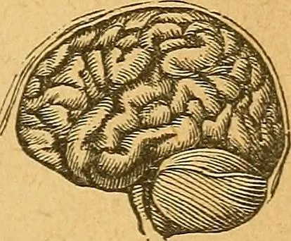 An illustration from How to read character : a new illustrated hand-book of phrenology and physiognomy, for students and examiners : with a descriptive chart, 1890, leaf 10