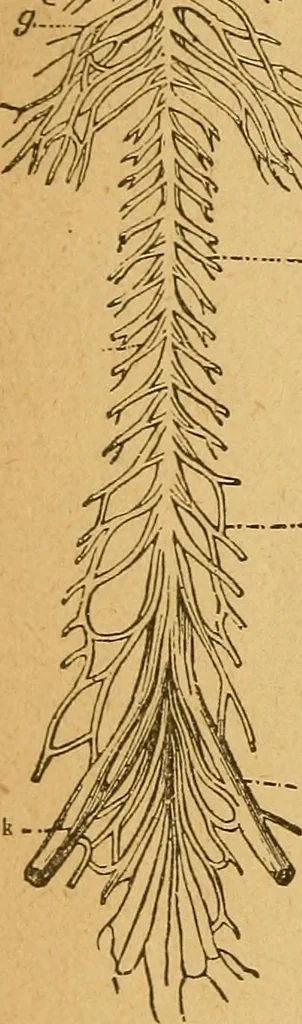 An illustration from How to read character : a new illustrated hand-book of phrenology and physiognomy, for students and examiners : with a descriptive chart, 1890, leaf 11