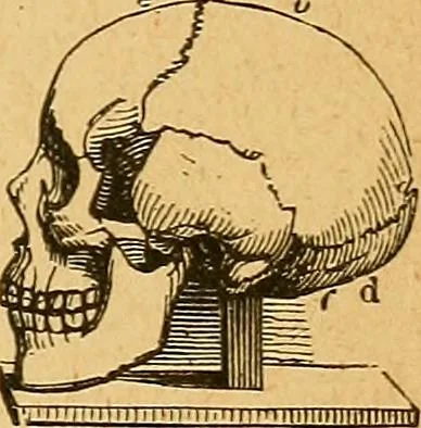 An illustration from How to read character : a new illustrated hand-book of phrenology and physiognomy, for students and examiners : with a descriptive chart, 1890, leaf 12
