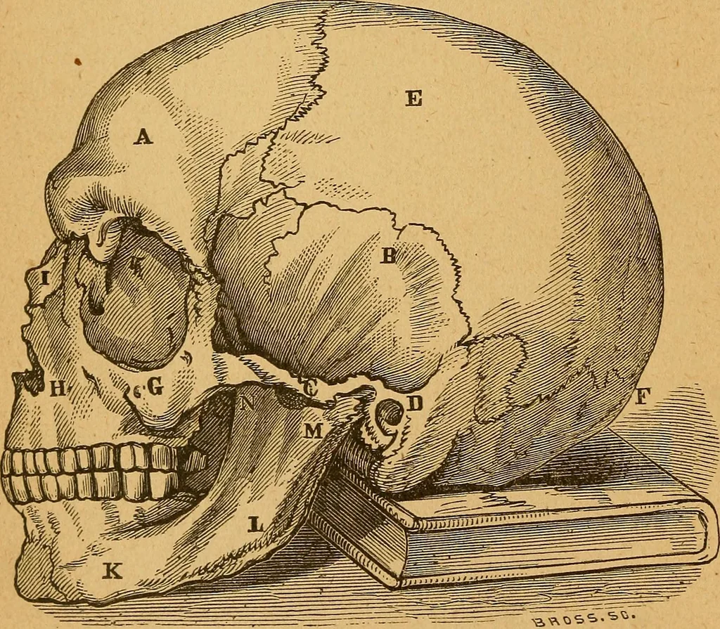 An illustration from How to read character : a new illustrated hand-book of phrenology and physiognomy, for students and examiners : with a descriptive chart, 1890, leaf 13