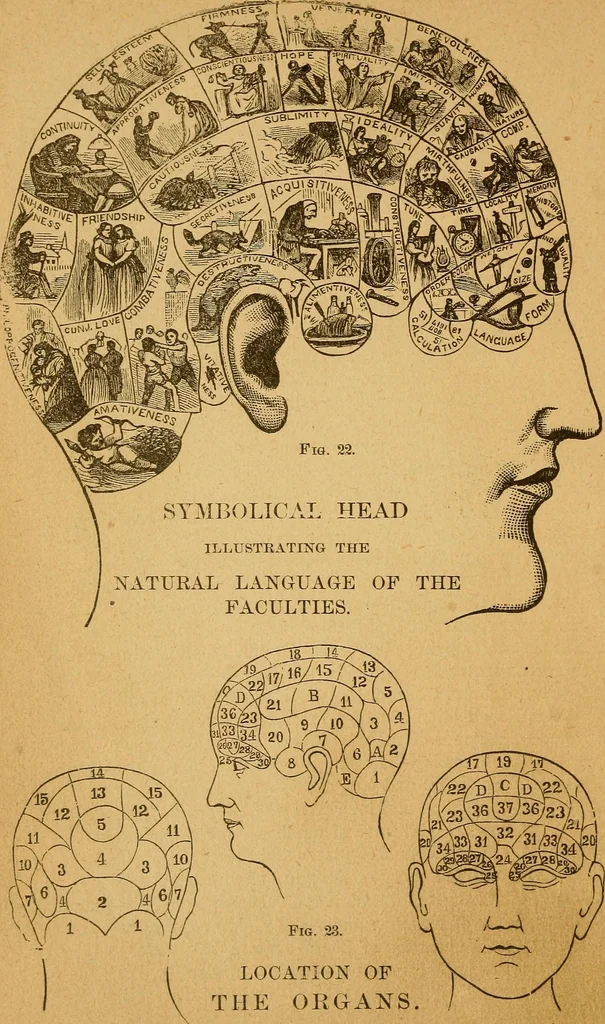 An illustration from How to read character : a new illustrated hand-book of phrenology and physiognomy, for students and examiners : with a descriptive chart, 1890, leaf 41
