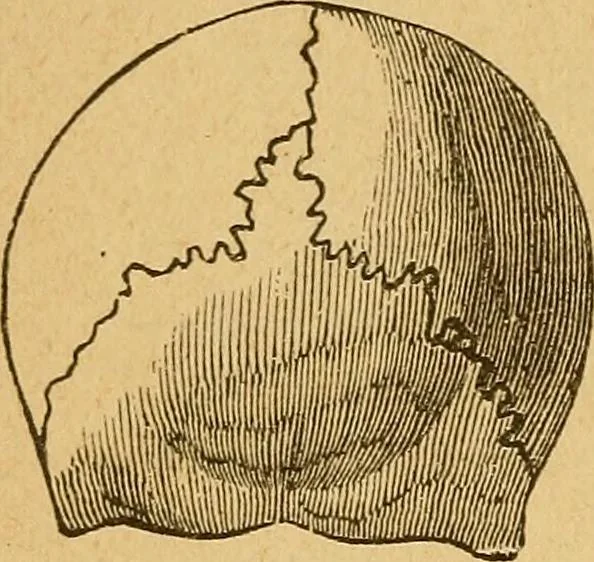 An illustration from How to read character : a new illustrated hand-book of phrenology and physiognomy, for students and examiners : with a descriptive chart, 1890, leaf 57