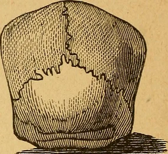 An illustration from How to read character : a new illustrated hand-book of phrenology and physiognomy, for students and examiners : with a descriptive chart, 1890, leaf 57