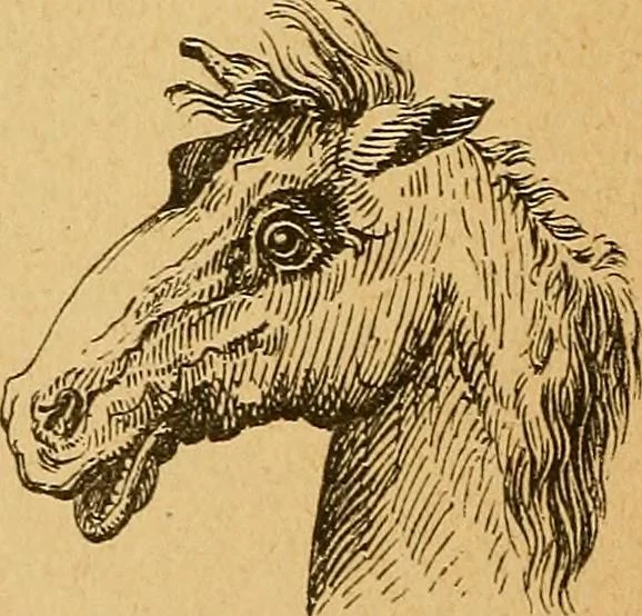 An illustration from How to read character : a new illustrated hand-book of phrenology and physiognomy, for students and examiners : with a descriptive chart, 1890, leaf 57