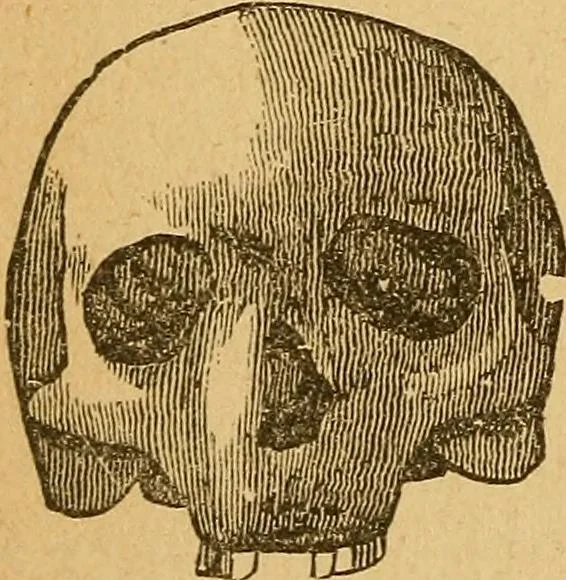 An illustration from How to read character : a new illustrated hand-book of phrenology and physiognomy, for students and examiners : with a descriptive chart, 1890, leaf 59