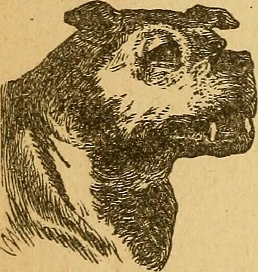 An illustration from How to read character : a new illustrated hand-book of phrenology and physiognomy, for students and examiners : with a descriptive chart, 1890, leaf 61