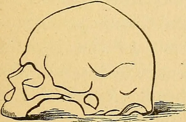 An illustration from How to read character : a new illustrated hand-book of phrenology and physiognomy, for students and examiners : with a descriptive chart, 1890, leaf 86