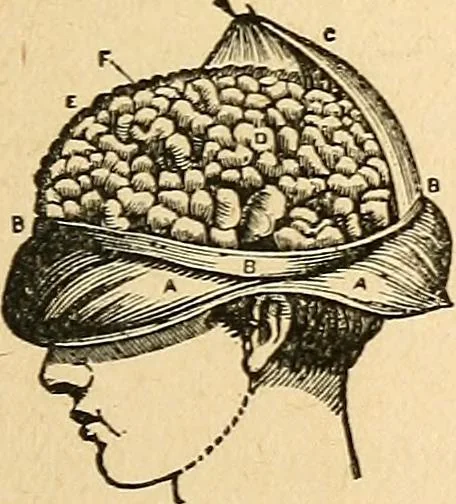 An illustration from How to read character : a new illustrated hand-book of phrenology and physiognomy, for students and examiners; with a descriptive chart, 1891, leaf 10
