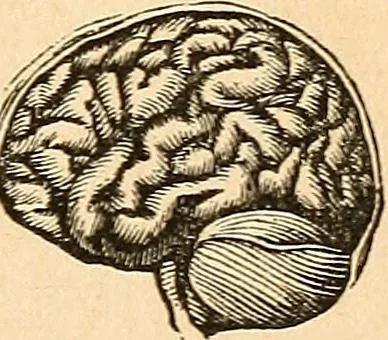 An illustration from How to read character : a new illustrated hand-book of phrenology and physiognomy, for students and examiners; with a descriptive chart, 1891, leaf 10