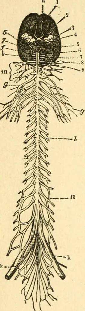 An illustration from How to read character : a new illustrated hand-book of phrenology and physiognomy, for students and examiners; with a descriptive chart, 1891, leaf 11