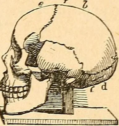 An illustration from How to read character : a new illustrated hand-book of phrenology and physiognomy, for students and examiners; with a descriptive chart, 1891, leaf 12