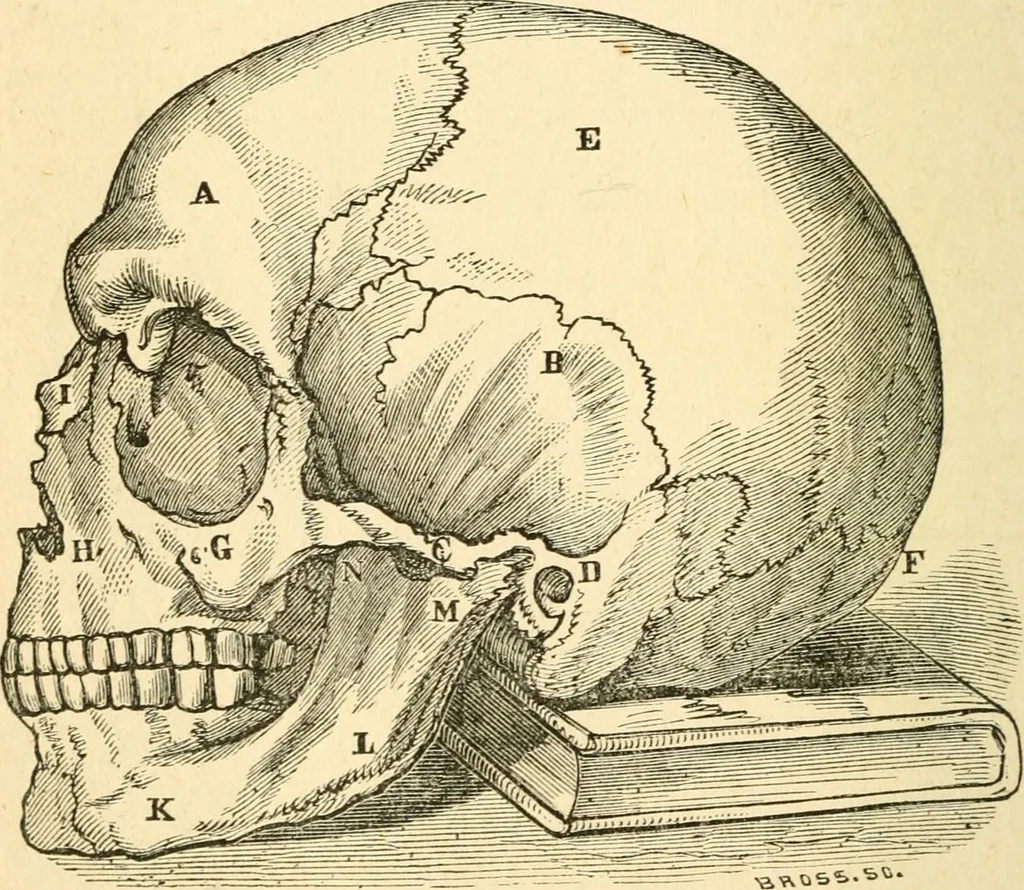 An illustration from How to read character : a new illustrated hand-book of phrenology and physiognomy, for students and examiners; with a descriptive chart, 1891, leaf 13