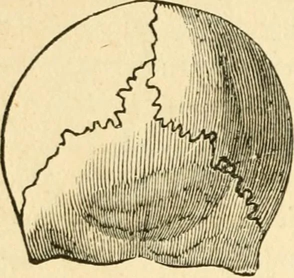 An illustration from How to read character : a new illustrated hand-book of phrenology and physiognomy, for students and examiners; with a descriptive chart, 1891, leaf 57