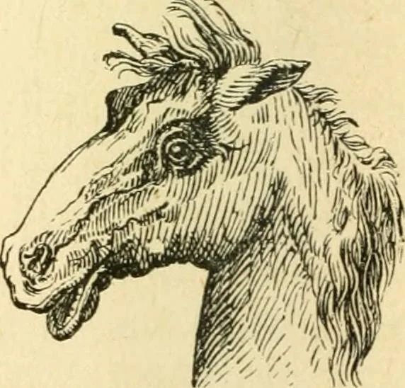 An illustration from How to read character : a new illustrated hand-book of phrenology and physiognomy, for students and examiners; with a descriptive chart, 1891, leaf 57