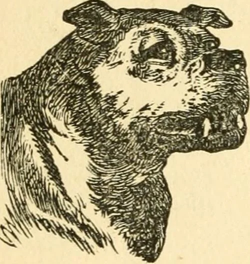 An illustration from How to read character : a new illustrated hand-book of phrenology and physiognomy, for students and examiners; with a descriptive chart, 1891, leaf 61