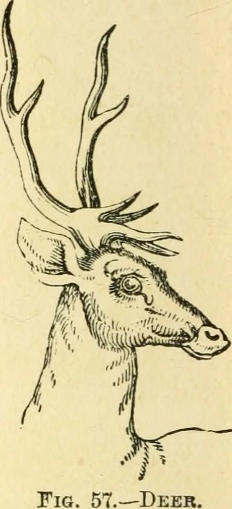An illustration from How to read character : a new illustrated hand-book of phrenology and physiognomy, for students and examiners; with a descriptive chart, 1891, leaf 61