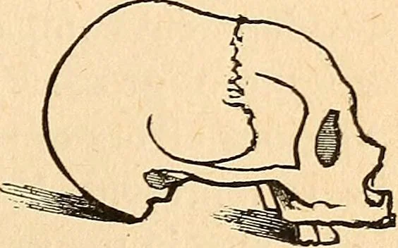 An illustration from How to read character : a new illustrated hand-book of phrenology and physiognomy, for students and examiners; with a descriptive chart, 1891, leaf 86