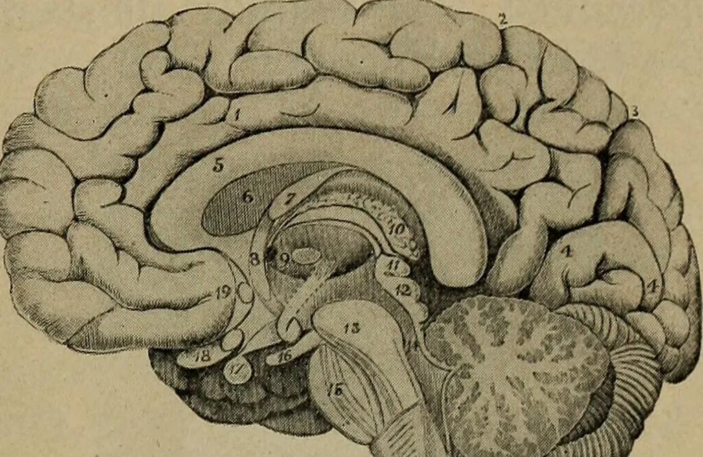 An illustration from How to read the human head and face, 1903, leaf 104