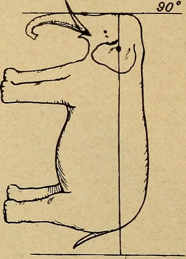 An illustration from How to read the human head and face, 1903, leaf 15