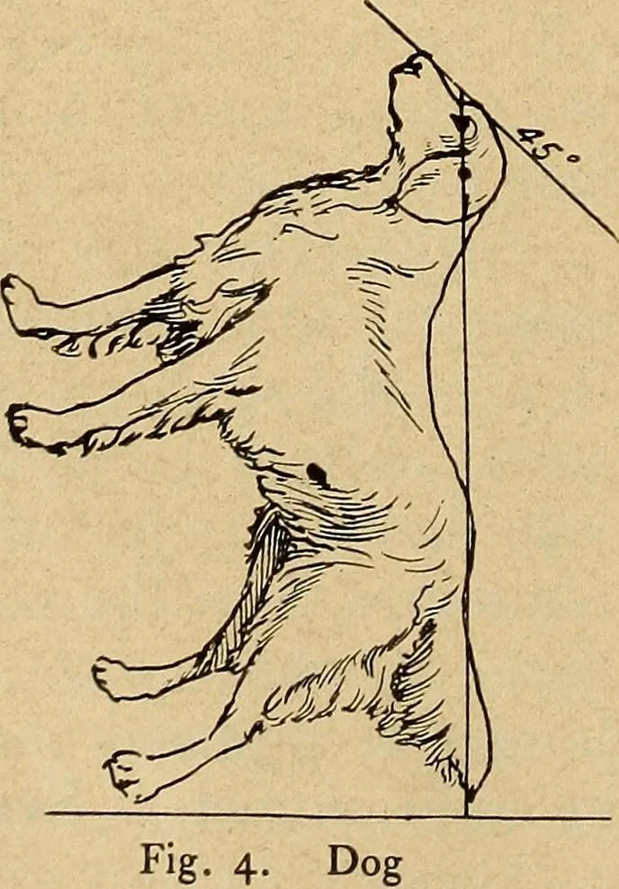 An illustration from How to read the human head and face, 1903, leaf 15