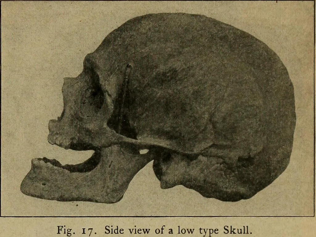 An illustration from How to read the human head and face, 1903, leaf 18