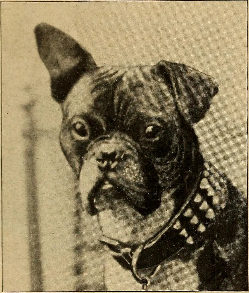An illustration from How to read the human head and face, 1903, leaf 19