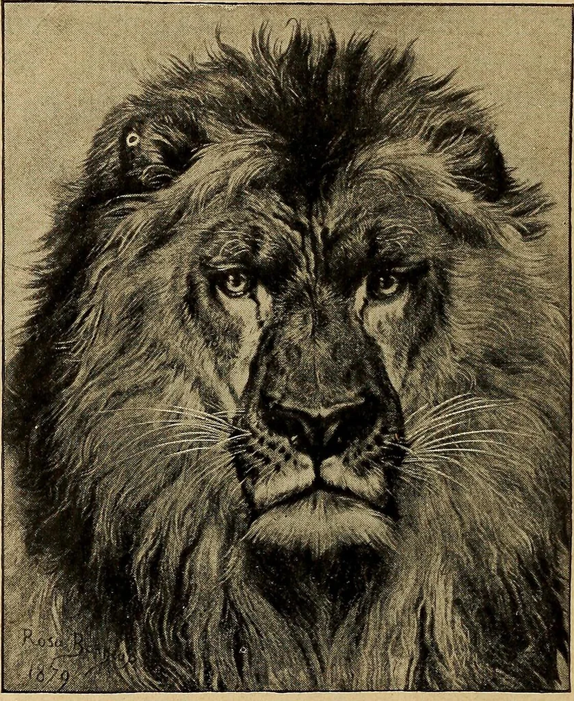An illustration from How to read the human head and face, 1903, leaf 19