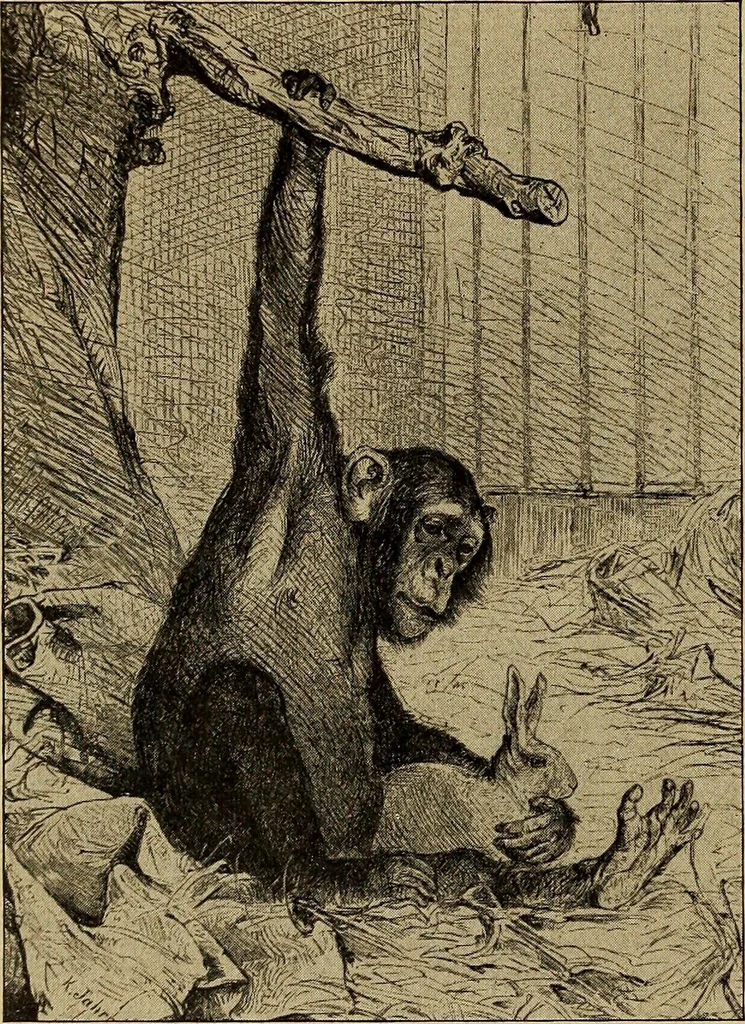 An illustration from How to read the human head and face, 1903, leaf 33