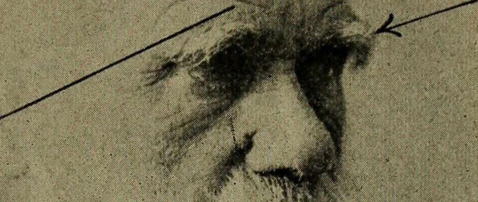 An illustration from How to read the human head and face, 1903, leaf 66