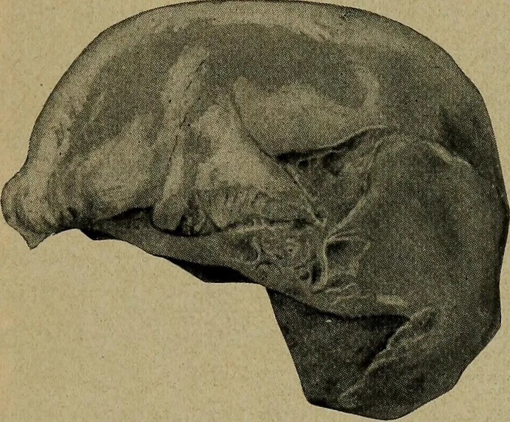 An illustration from How to read the human head and face, 1903, leaf 70