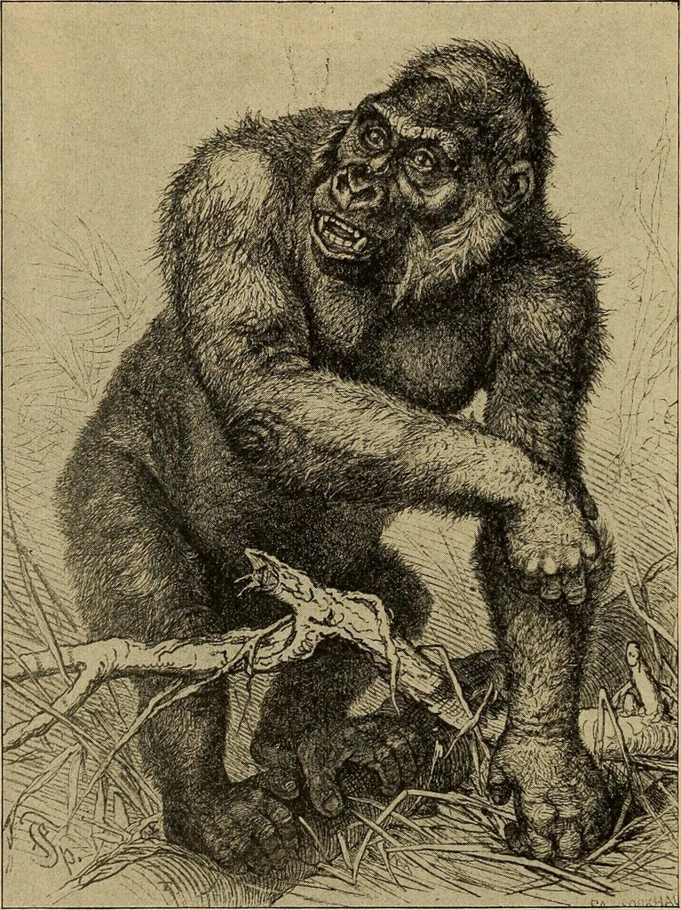 An illustration from How to read the human head and face, 1903, leaf 85