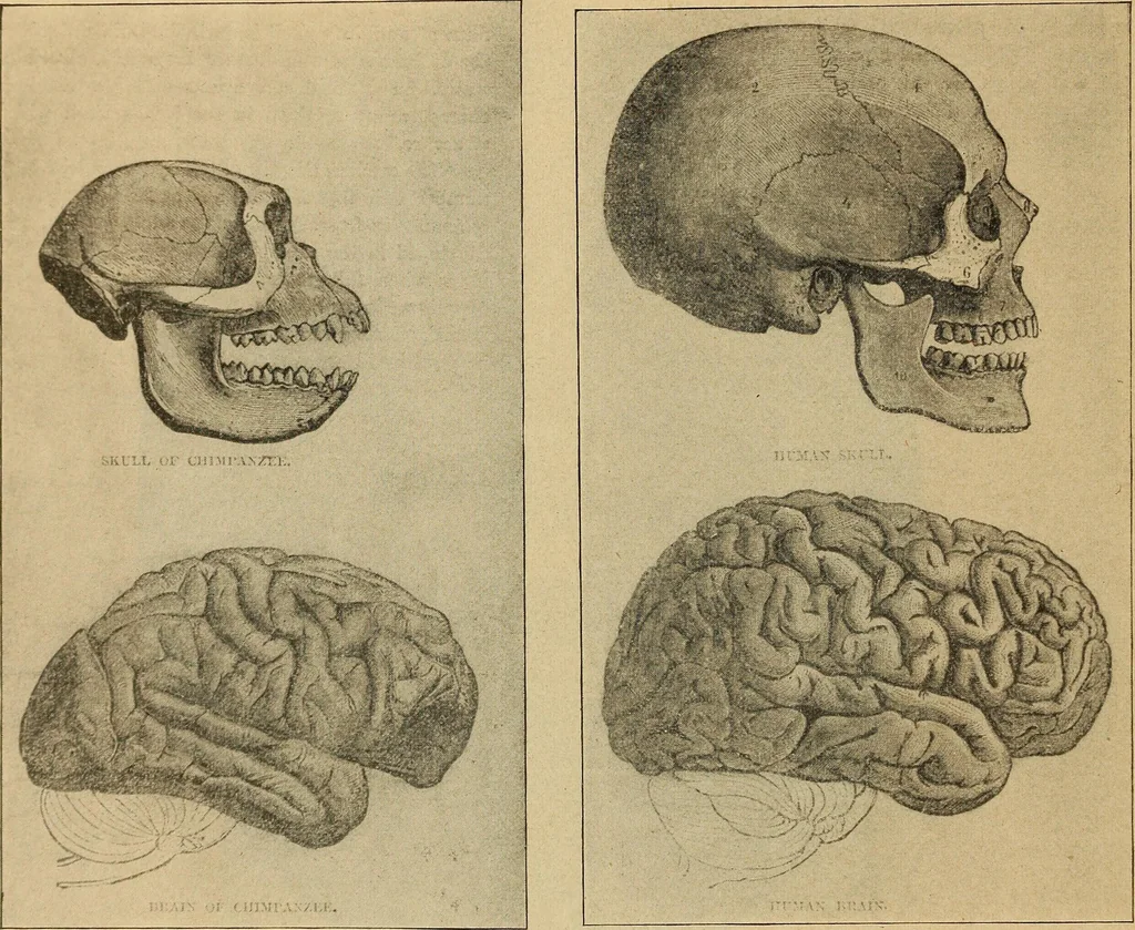 An illustration from How to read the human head and face, 1903, leaf 87
